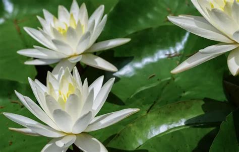 Wallpaper summer, nature, flowering, water lilies for mobile and ...