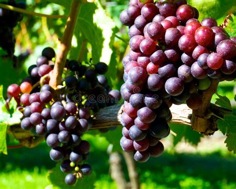 Grapes 的图像结果