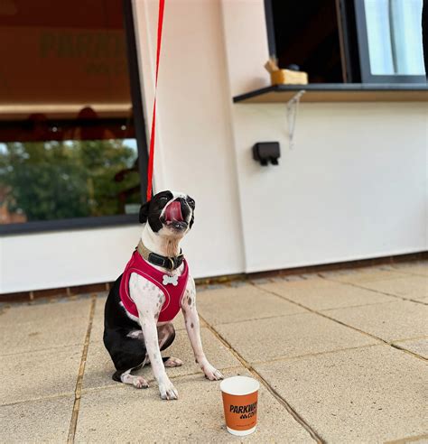 Dog Friendly Cafe Northampton: Your Pup's Favourite Coffee Spot