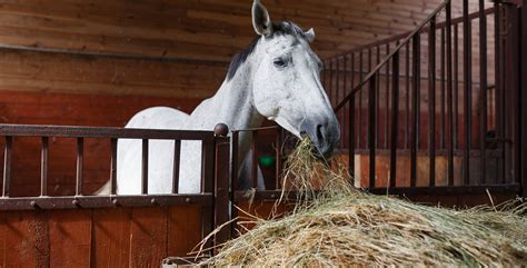 What's The Difference Between Hay And Straw
