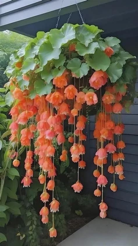 Weeping begonia flowers bulbs | begonia orange flower bulbs for Home ...