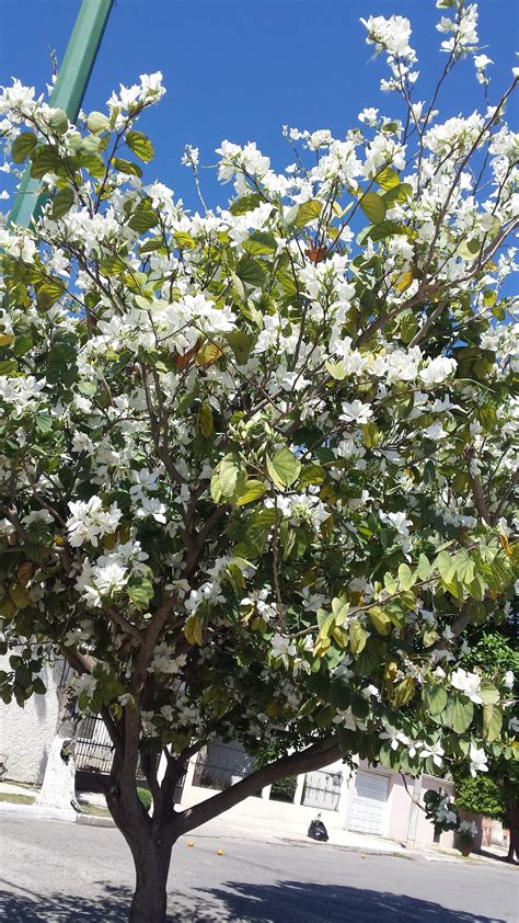 Pata de Vaca - Orquídea de Árbol