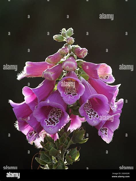 Digitalis purpurea, the foxglove or common foxglove, is a species of flowering plant in the ...
