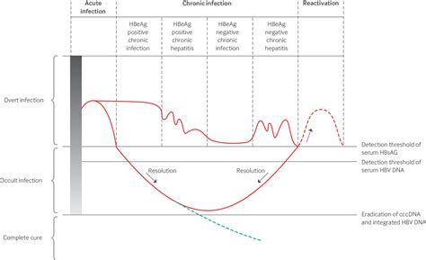Hepatitis B virus persistence and reactivation | The BMJ