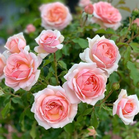 Top 10 Hybrid Tea Rose Bush Varieties - SONG OF ROSES
