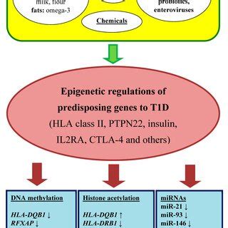 RNA Interference Diagram 的图像结果