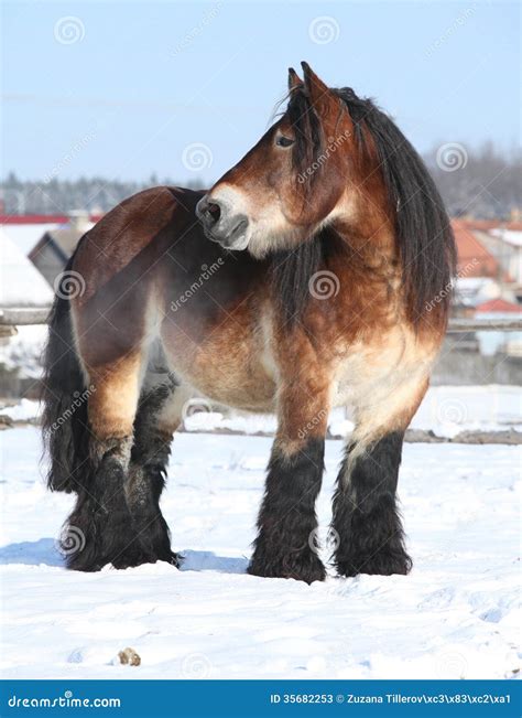 Dutch Draught Horse Stallion in Winter Stock Image - Image of ...