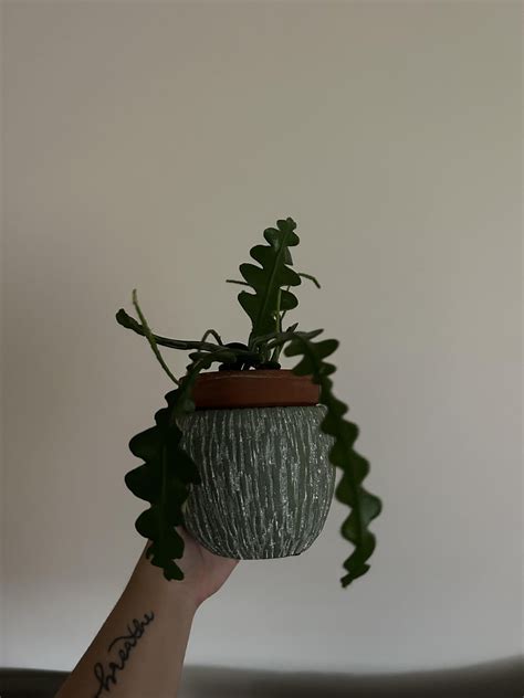 What’s going on with my fish bone cactus? : r/plants