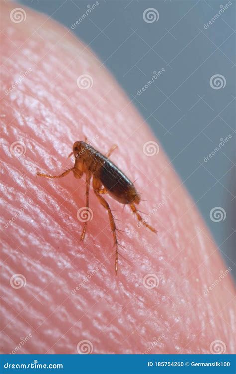 Flea 的图像结果