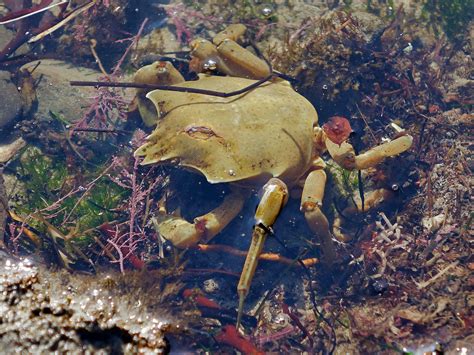 Octopus at Coal Oil Point Reserve | Edhat