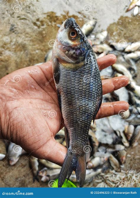 Pile of Freshly Catched Rohu Fish Labeo Rohita Fish with Ice in Indian ...