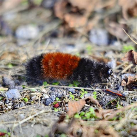 What Is a Woolly Bear Caterpillar? | The Family Handyman