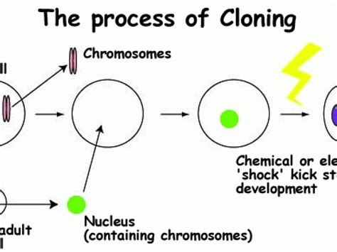 Image result for Cloning Process Explained