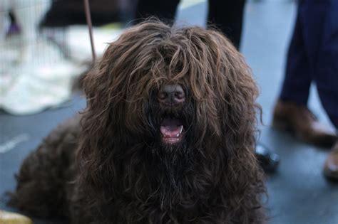 Generic Class Java 的图像结果
