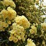 Image result for Best Floribunda Roses
