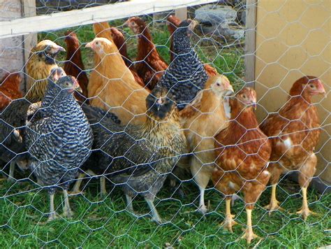 Spring Chickens 11 的图像结果