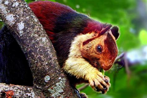 How to See Those Viral Squirrels From the Internet