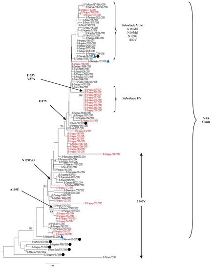 Epidemiology and Genetic Variability of Circulating Influenza B Viruses ...