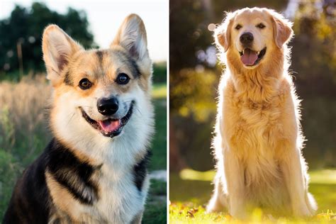 Golden Retriever Corgi Mix