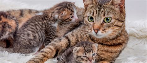 Are Cats And Dogs Born With Umbilical Cords
