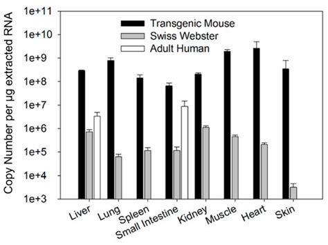 FcRn Expression in Wildtype Mice, Transgenic Mice, and in Human Tissues