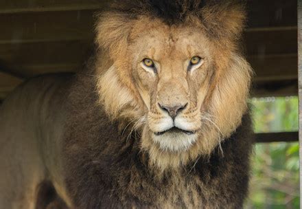 Adoption Programme - FOUR PAWS International - Animal Welfare Organisation