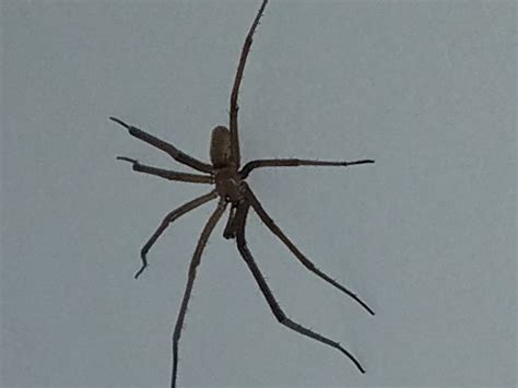 Male Kukulcania hibernalis (Southern House Spider) in Columbia, South ...