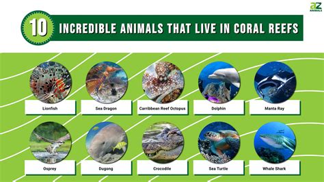 Coral Reef Animals List
