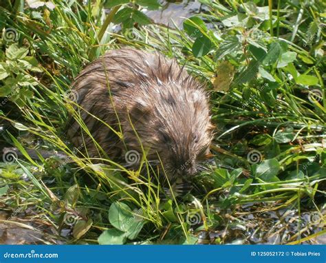 Beaver in the grass stock photo. Image of eurasian, genus - 125052172