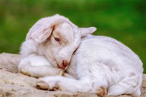 Image result for Cute White Baby Animals