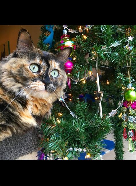 cat surprised Memes - Imgflip