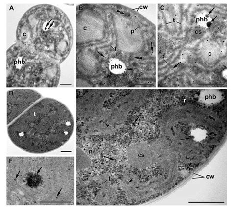 Phosphorus Feast and Famine in Cyanobacteria: Is Luxury Uptake of the ...