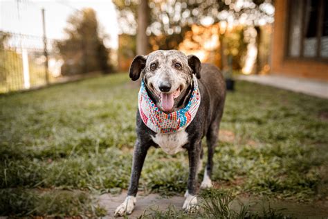 Senior Dogs - behavior of elderly dogs