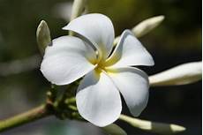 fiore frangipane fiore frangipane viaggi vacanze e turismo turisti fiore frangipane fiore frangipane viaggi vacanze e turismo turisti