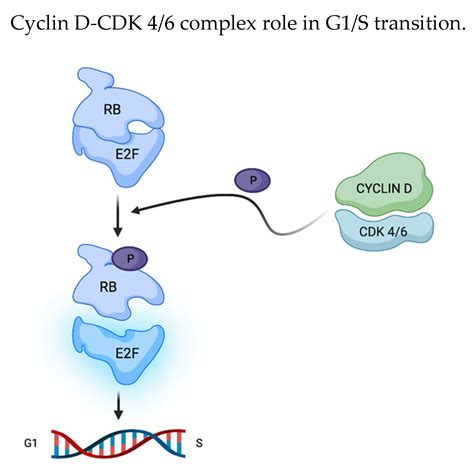 The Role of Cyclin-Dependent Kinases (CDK) 4/6 in the Ovarian Tissue and the Possible Effects of ...