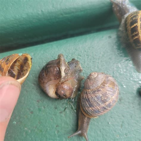 Found a dude’s head that’s just glowing in MHR. Anyone know how this is ...