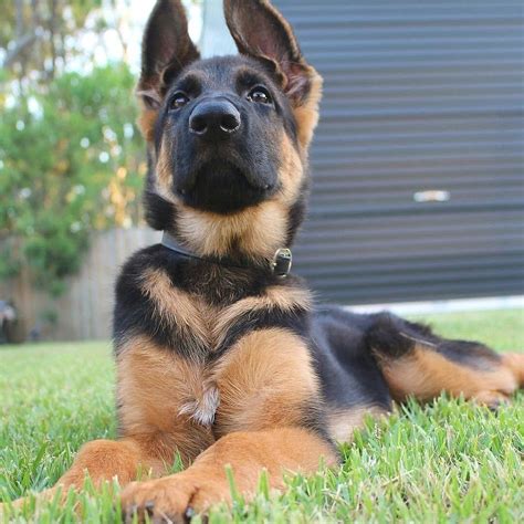 16 Cute German Shepherd Dogs & Puppies
