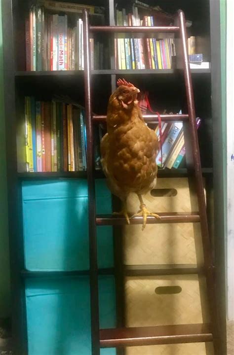 Image result for Hello Ting