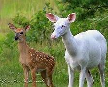 Image result for Natural Red Eyes Albino