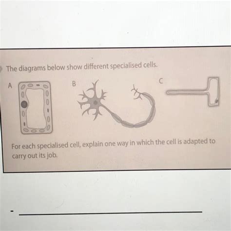 The diagrams below show different specialised cells. For each ...