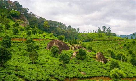 Image result for Assam Language