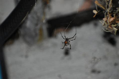 Unidentified spider in Oceanside, California United States