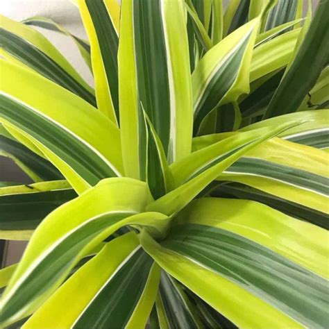 Dracaena Lemon Lime Care: Growing Dracaena Warneckii Lemon Lime