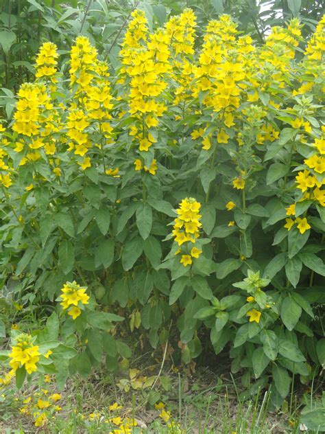 House Plants With Yellow Flowers