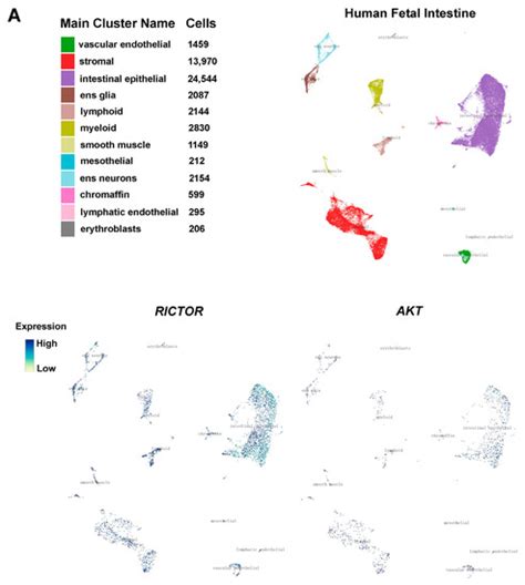 Up-Regulation of microRNA-424 Causes an Imbalance in AKT ...