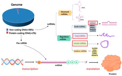 Exploring the Characters of Non-Coding RNAs in Spermatogenesis and Male ...