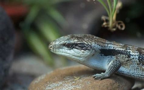 Blue-Tongued Skink Diet Sheet - devilnews