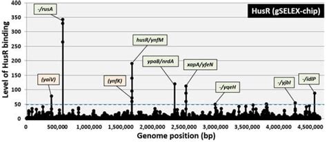 Transcription Factor HusR (YnfL) Is a Novel Regulator for Hydroxyurea ...
