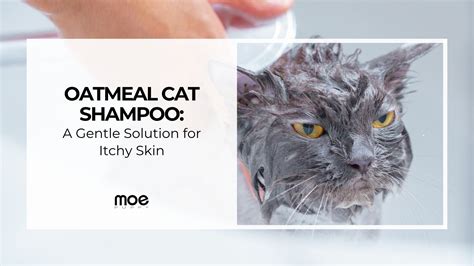 Oatmeal Cat Shampoo: A Gentle Solution for Itchy Skin – Moe Puppy