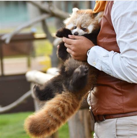 Red panda cub Red pandas Red-pandas Puppies Baby animals Otters Cute ...